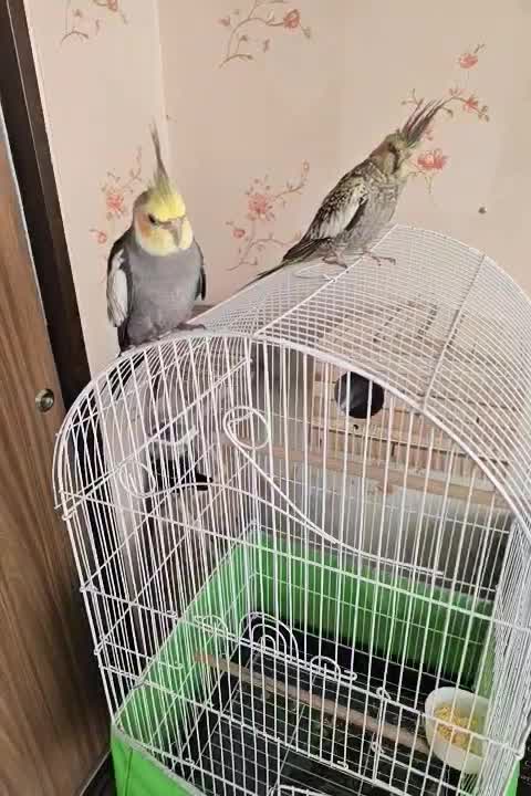 پرنده عروس هلندی|پرنده|تهران, توحید|دیوار