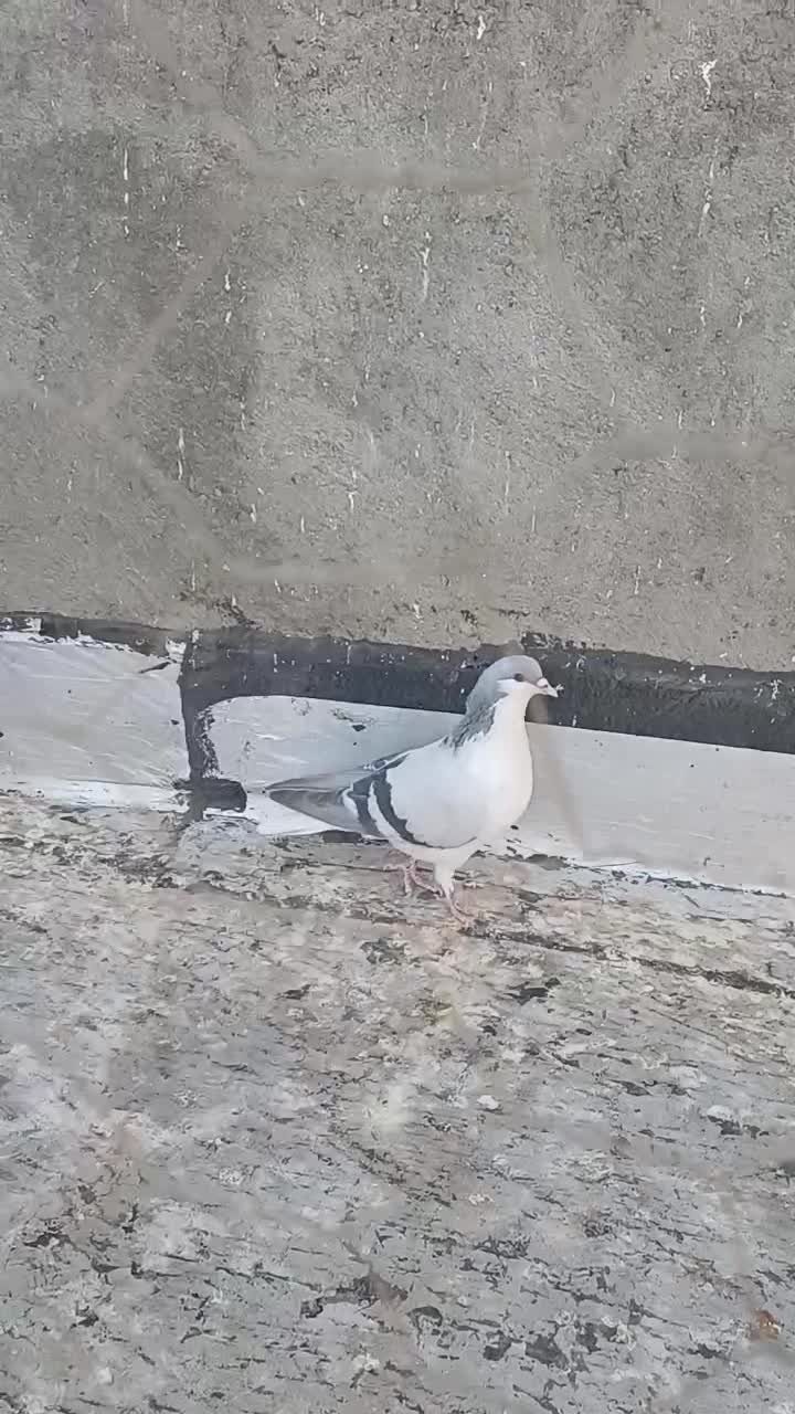 کبوتر پرشی|پرنده|تاکستان, |دیوار