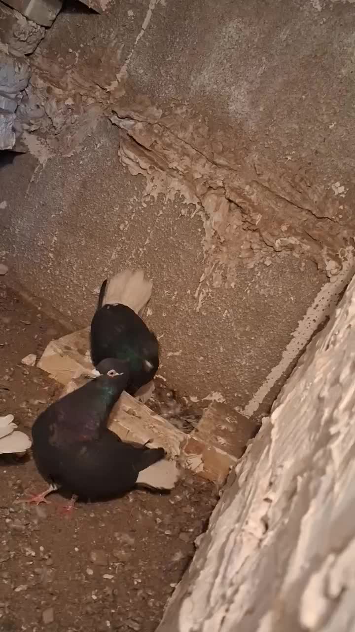 جفت زاغ دم سفید عطیقه|پرنده|تربت جام, مطهری|دیوار