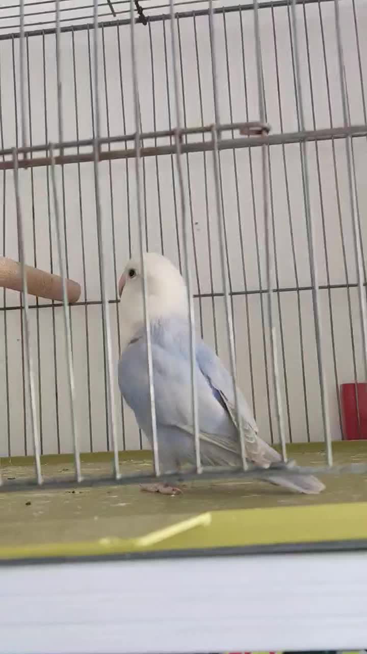 دوتا طوطی کوتوله|پرنده|داراب, |دیوار