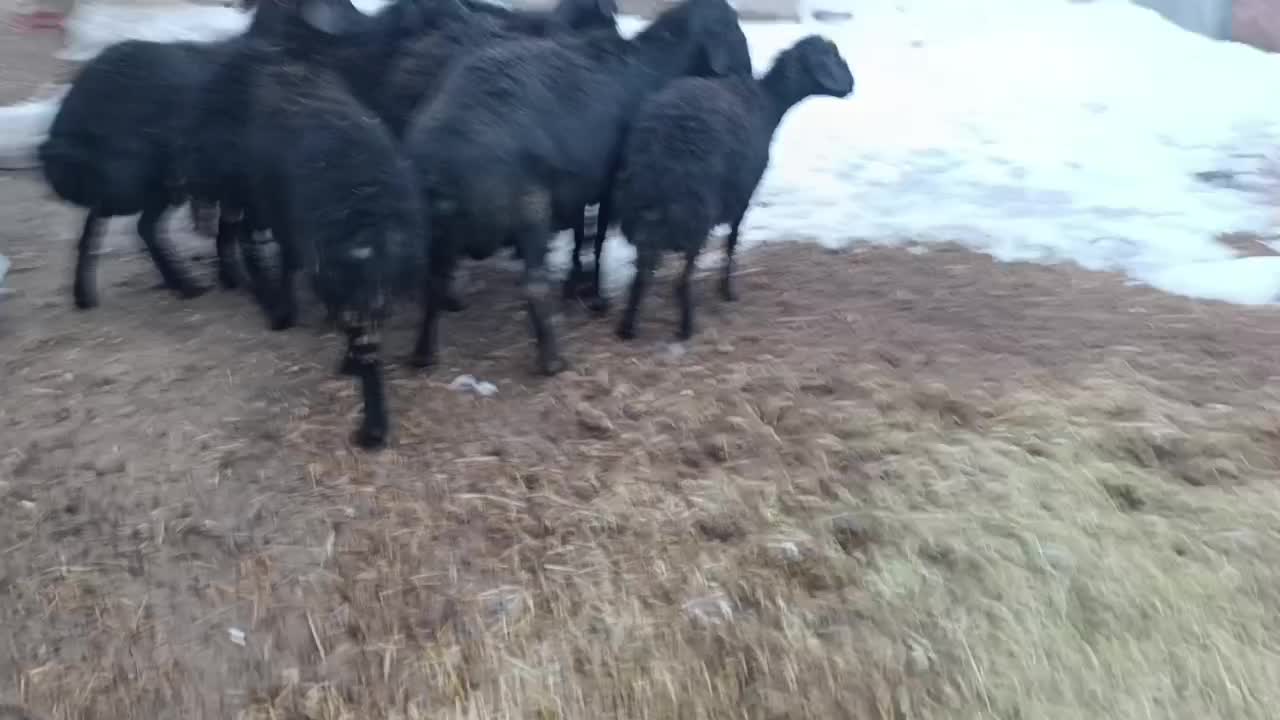 قوچ|حیوانات مزرعه|هریس, |دیوار