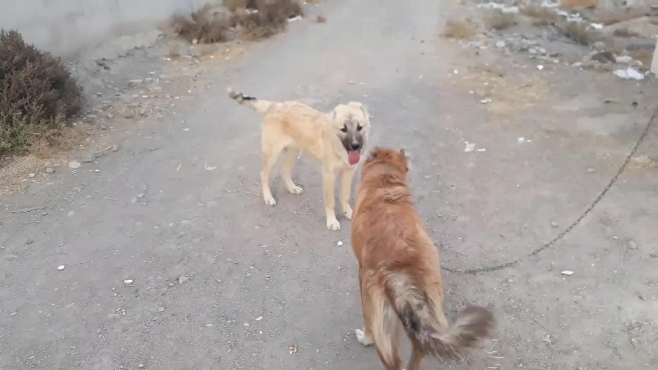 توله سگ خراسانی و قهدریجانی. کوچوک|سگ|مشهد, خلق آباد سفلی|دیوار