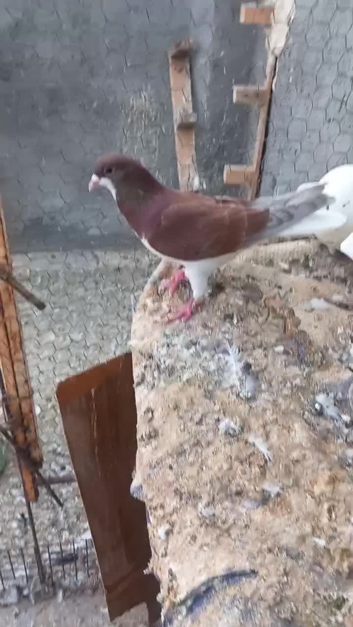 شیرازی بسته|پرنده|باوی, |دیوار