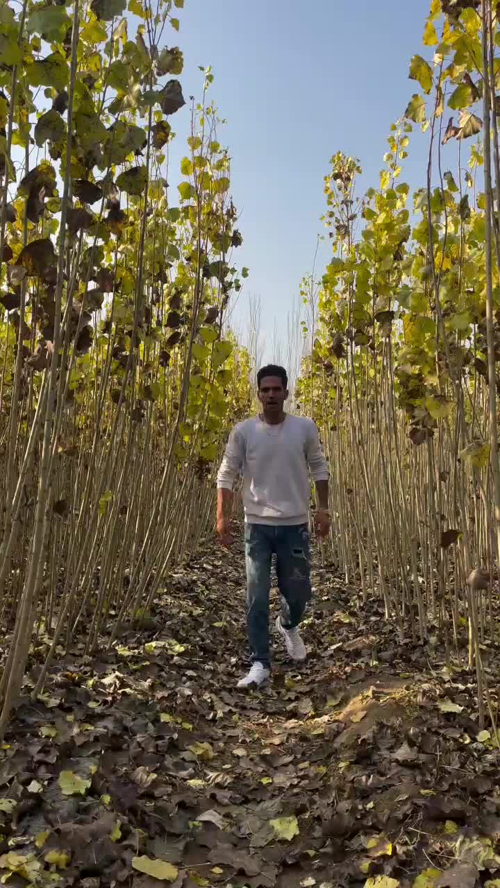 فروش بدون واسطه نهال|خدمات باغبانی و درختکاری|سردشت, |دیوار