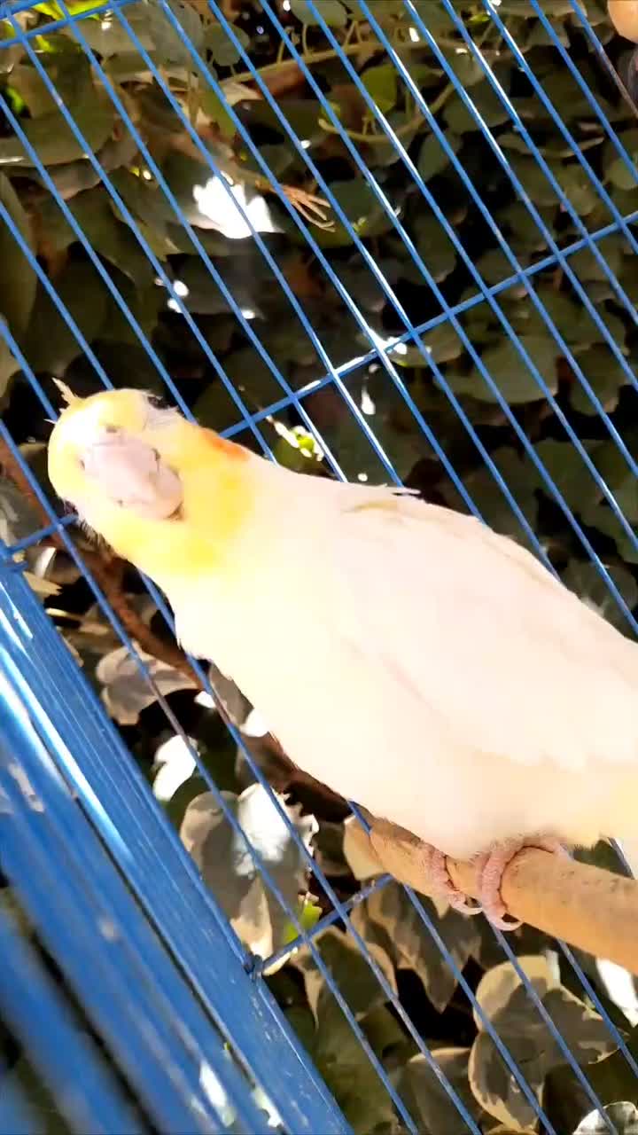 ی جفت عروس هلندی ،نر و ماده|پرنده|فاضل آباد, |دیوار