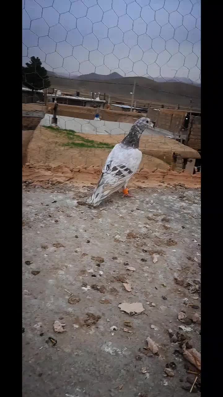 زدوخردی|پرنده|نیشابور, مازول|دیوار