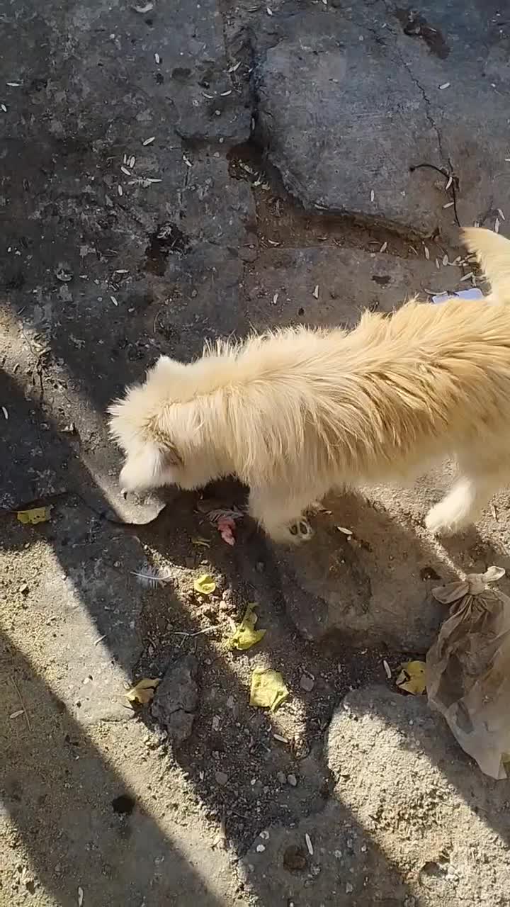 سک پا کوتاه|سگ|اردبیل, |دیوار