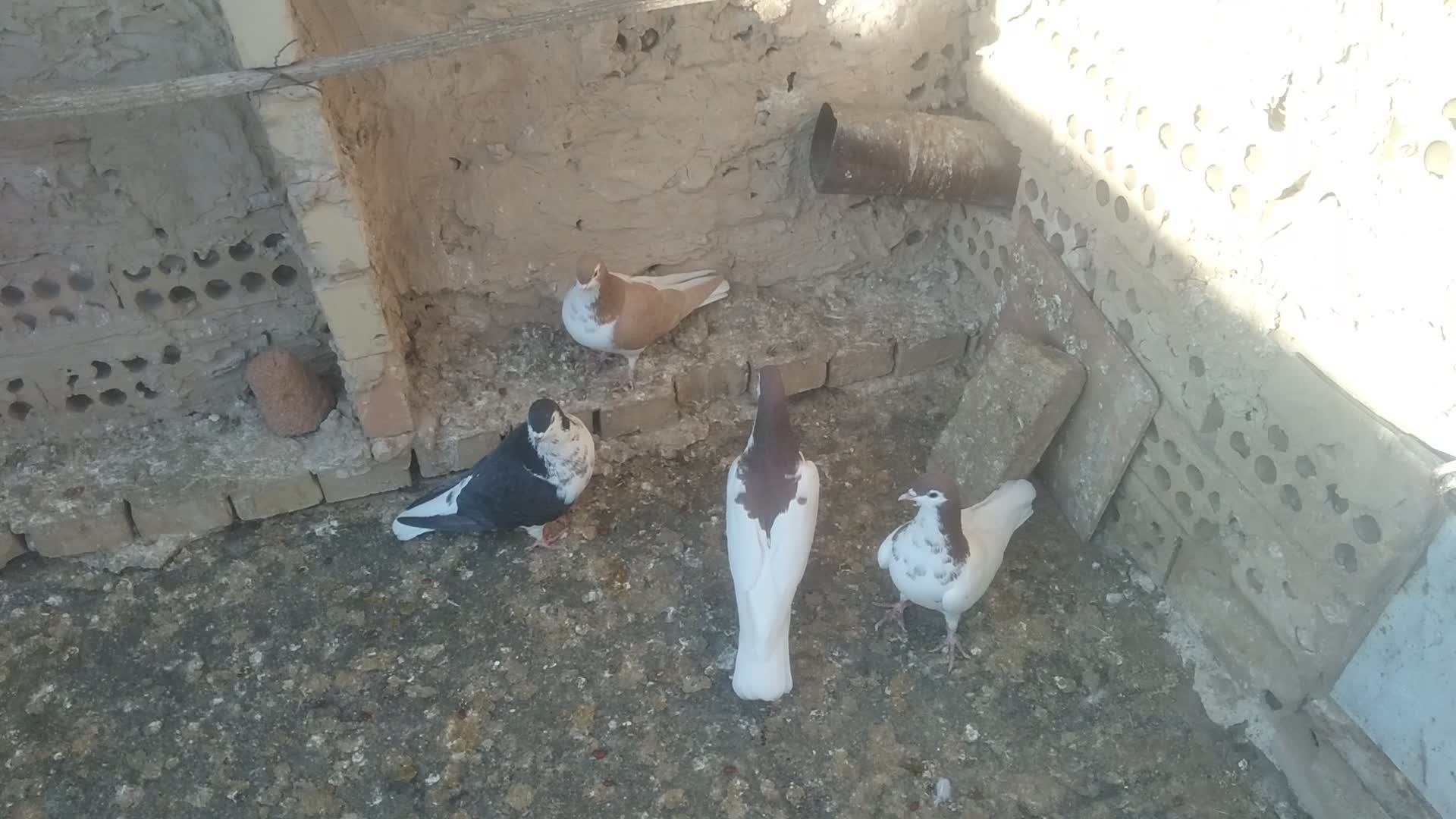 کفتر افشون|پرنده|تربت جام, فاز ۳ فرهنگیان|دیوار