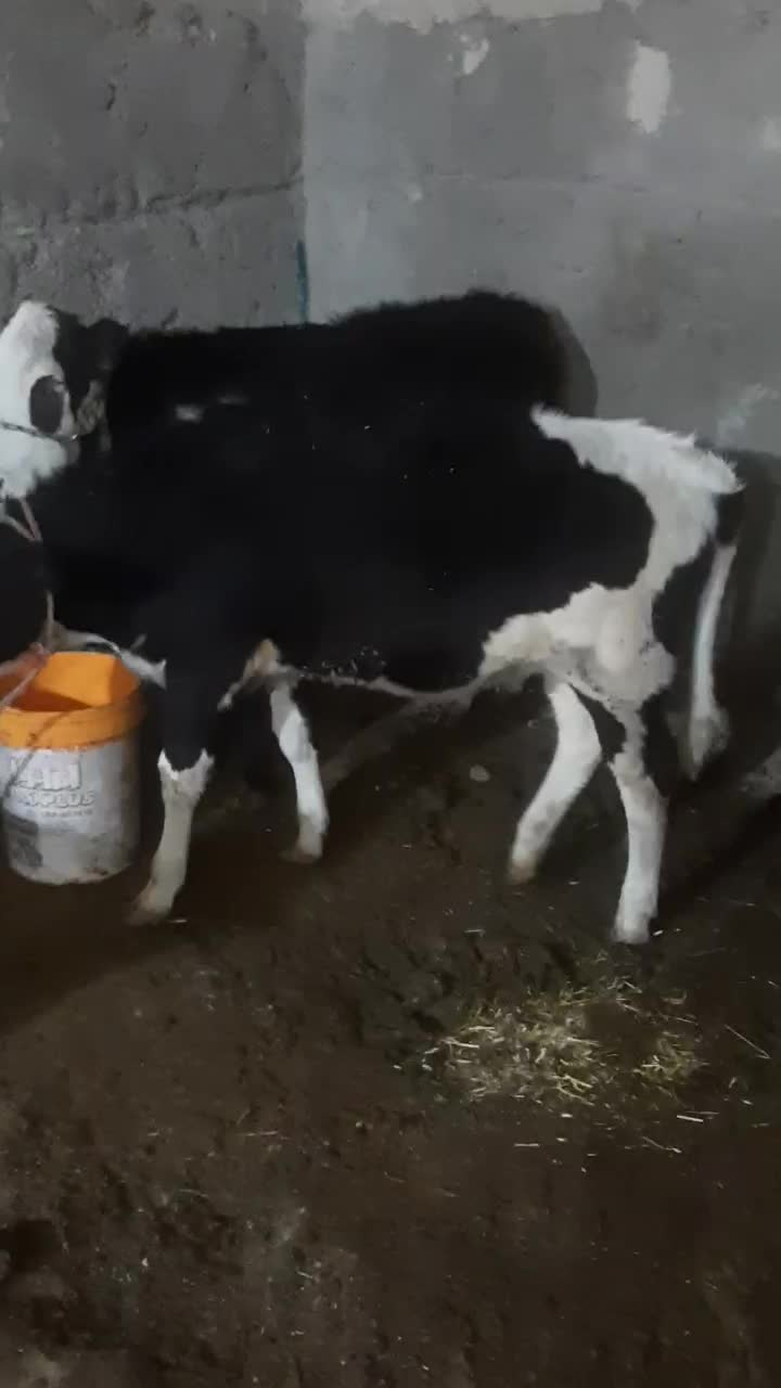 دو راس گوساله ماده|حیوانات مزرعه|بروجرد, |دیوار