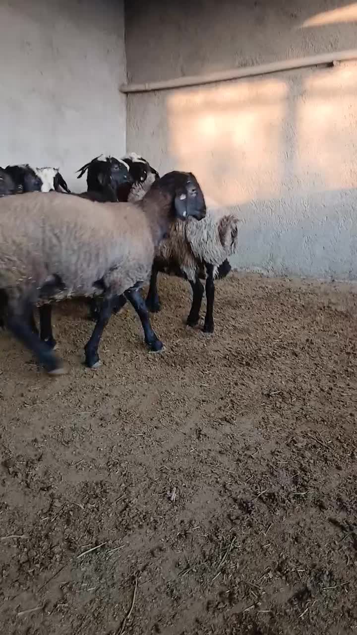 بره نر چاق|حیوانات مزرعه|رامند, |دیوار