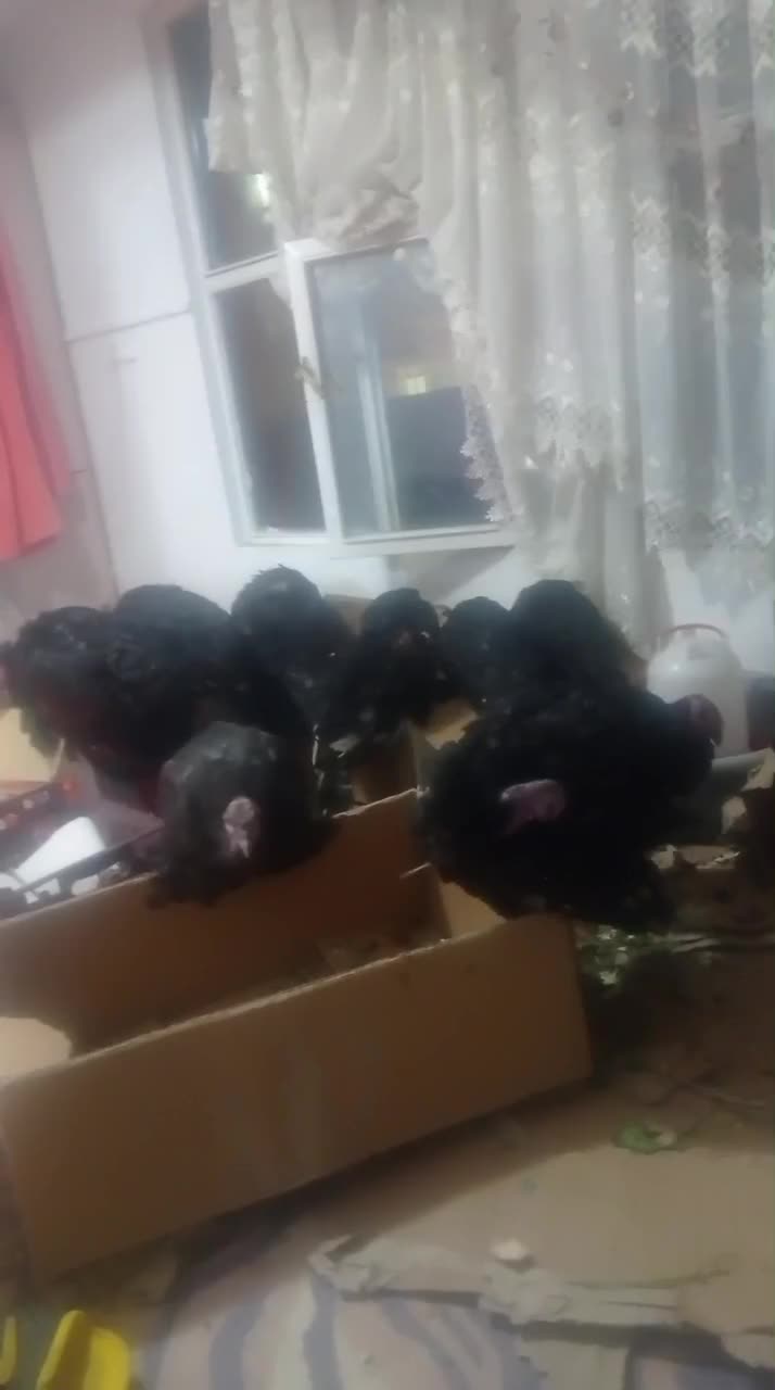 بوقلمون|حیوانات مزرعه|سقز, |دیوار