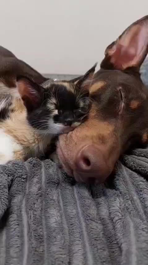 واگذاری سگ کاملا تربیت شده|سگ|تهران, سعادت‌آباد|دیوار