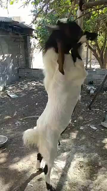 فروش چپش دورگه پاکستانی|حیوانات مزرعه|لار, |دیوار