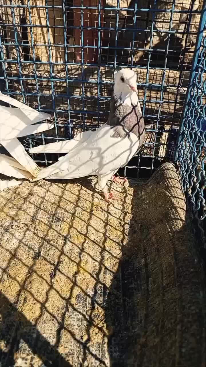 کفتر|پرنده|دهدشت, |دیوار