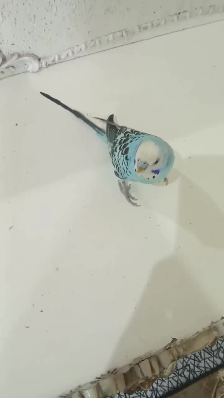 اهواز کوت عبدالله|پرنده|کارون, |دیوار