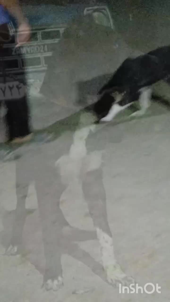 سگ اصیل(سرابی،قدرجونی)دو عدد نر|سگ|الوند, |دیوار