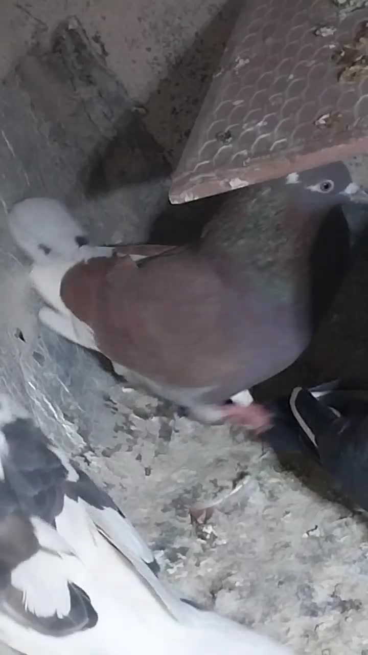 کبوتر پرشی|پرنده|نسیم‌شهر, |دیوار