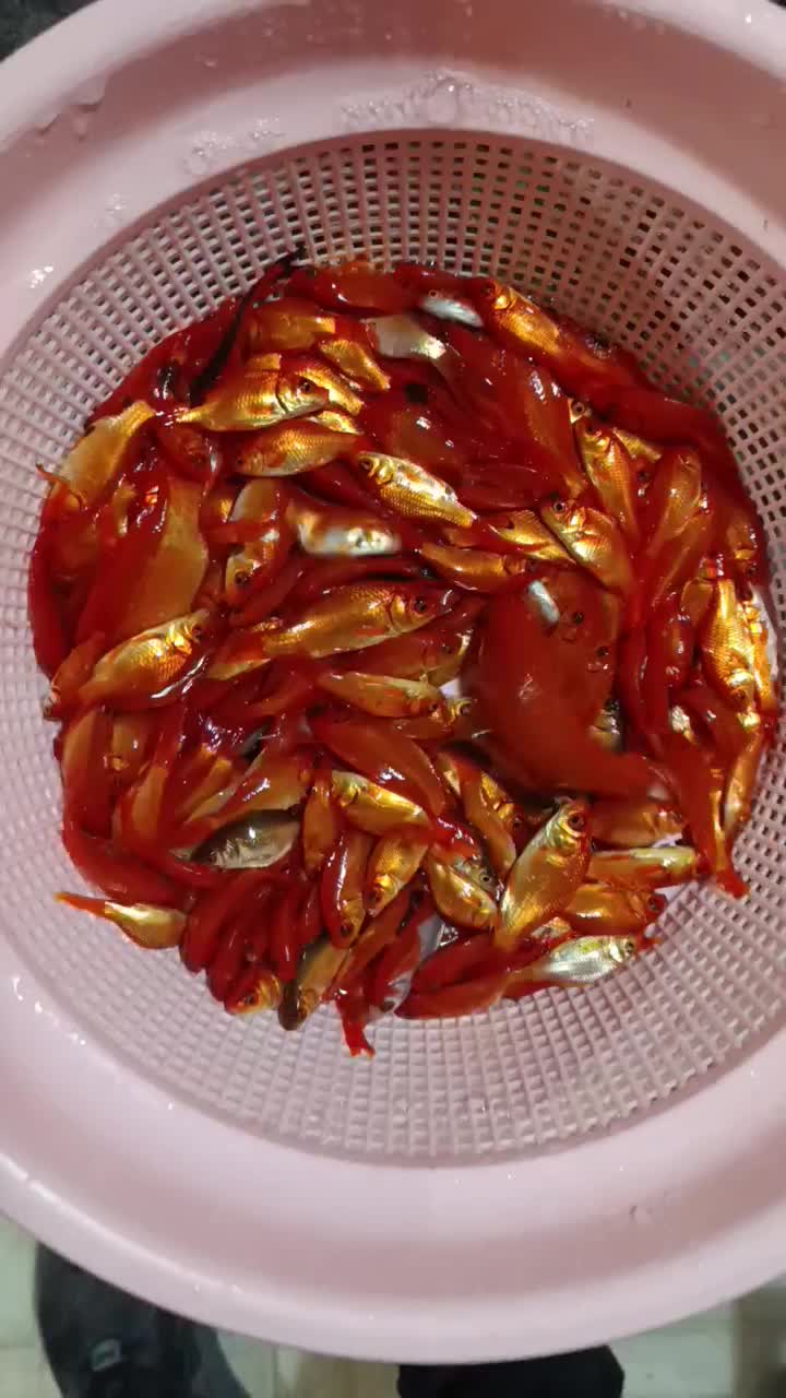 ماهی قرمز|ماهی|خمینی‌شهر, |دیوار