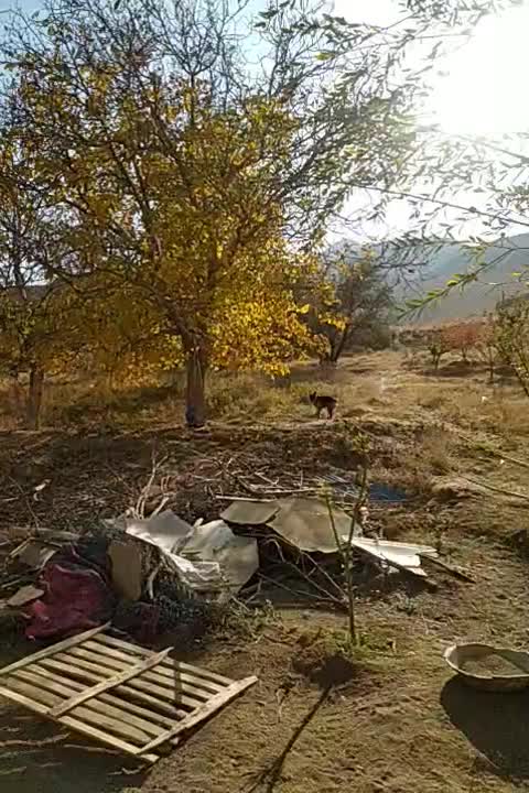 سگ ژرمن|سگ|بهار, |دیوار