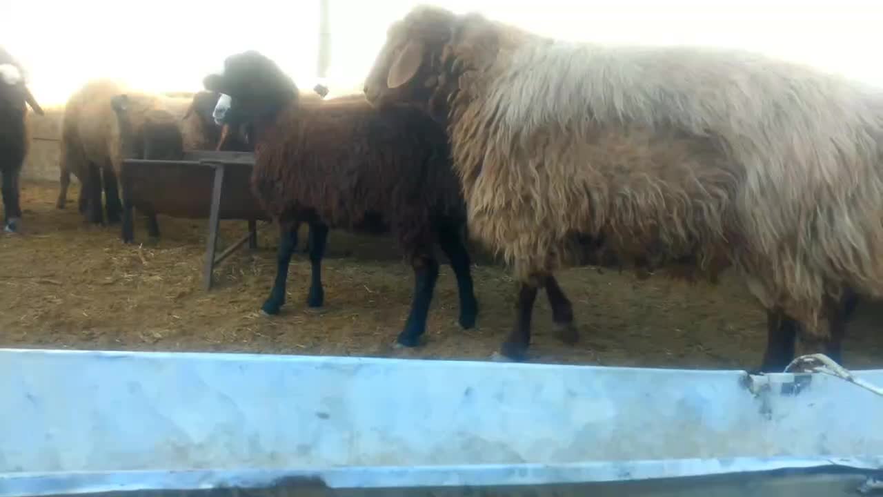 قوچ همو وبره قوچ هتروزیگوت شال و افشار و قره قزل|حیوانات مزرعه|بجنورد, |دیوار