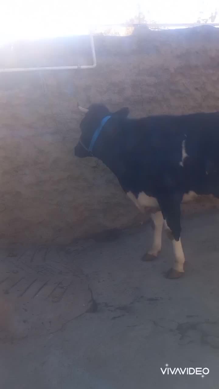 تلیسه شکم اول ۷ ماه آبستن|حیوانات مزرعه|فرمهین, |دیوار