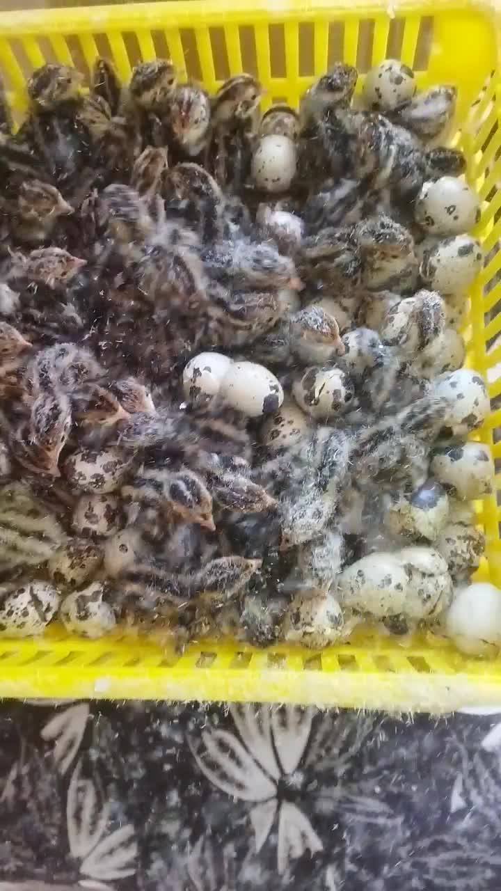 جوجه 1روزه بلدرچین|حیوانات مزرعه|گمیشان, |دیوار