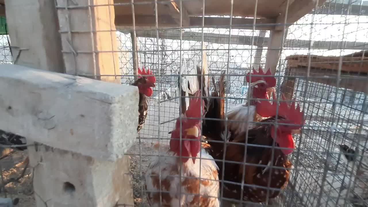 خروس جاپنست مینیاتوری|حیوانات مزرعه|تهران, کیانشهر|دیوار