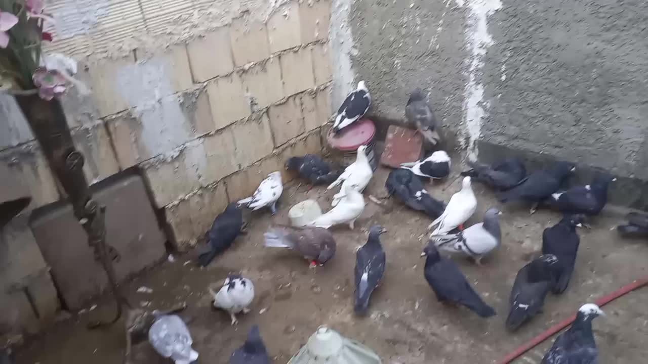 کفتر جفتگاه پرشی|پرنده|چناران, |دیوار
