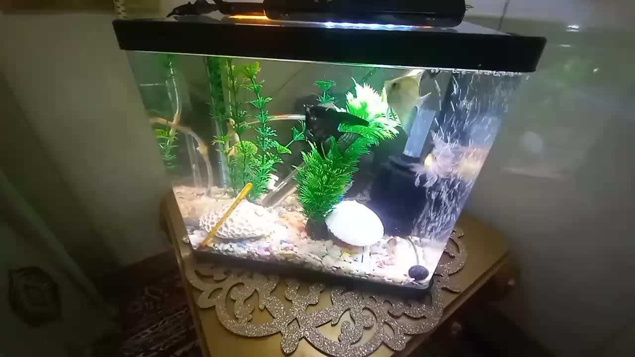 شیشه آکواریوم|ماهی|آذرشهر, |دیوار