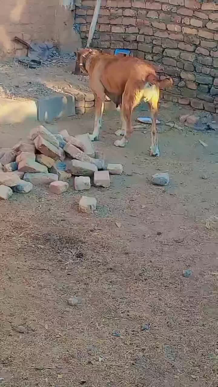 فروشی|سگ|تربت‌حیدریه, بالا ولایت|دیوار