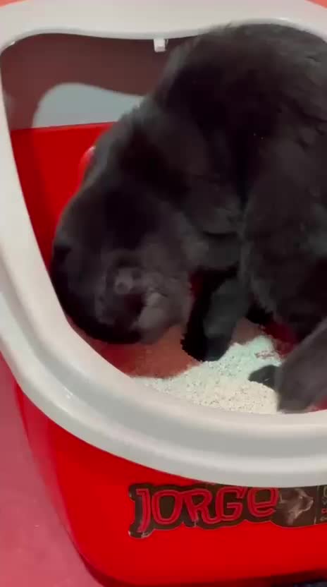 فروش گربه اسکاتیش فولد خاص و اصیل|گربه|سیرجان, |دیوار