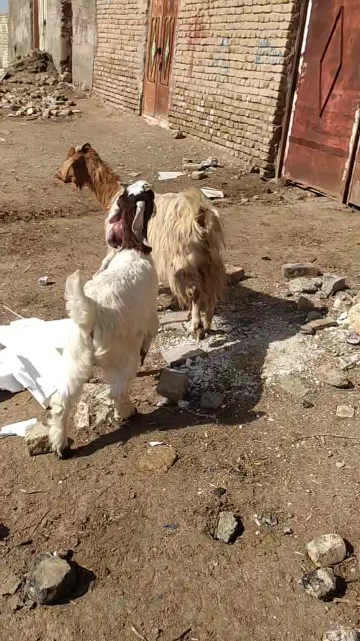 گوسفند|حیوانات مزرعه|تربتحیدریه, رضاشهر|دیوار