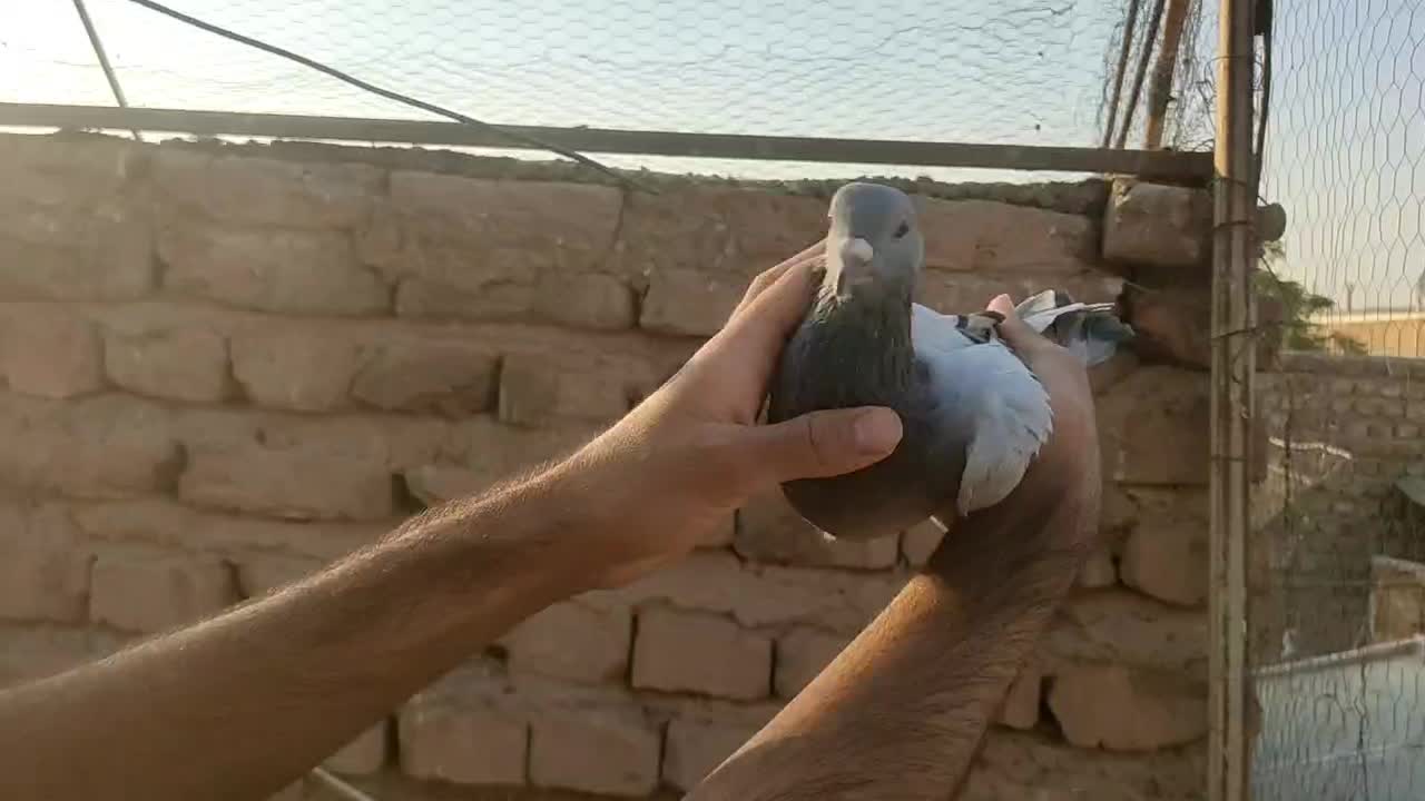 کفتر|پرنده|کرمان, |دیوار