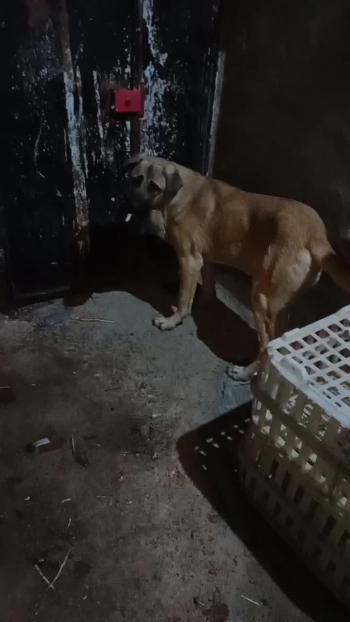 واگذاری توله سگ پژدر عراقی|سگ|پارسآباد, |دیوار