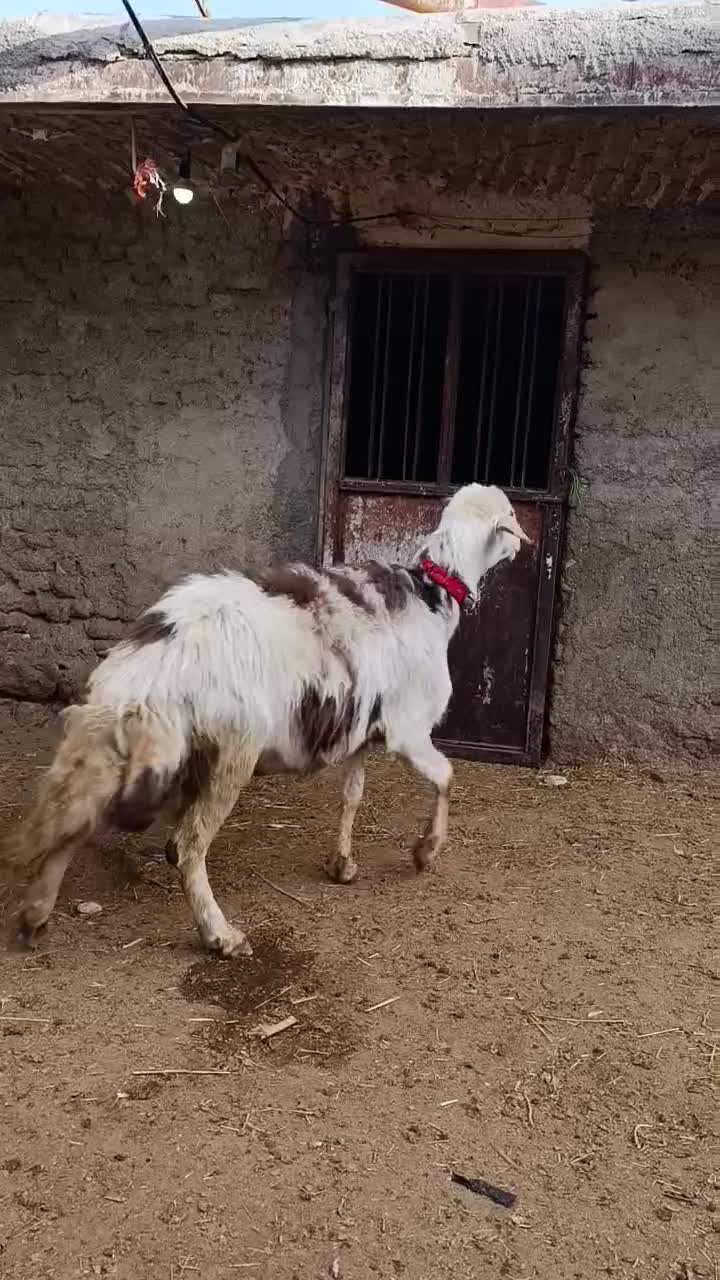 قوچ پلنگی و بره|حیوانات مزرعه|بروجرد, |دیوار