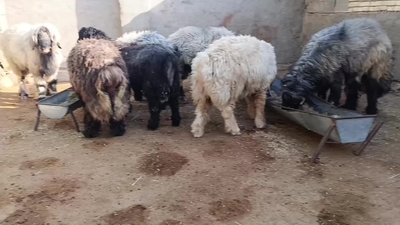 هشت عدد بره و کوه درجه یک|حیوانات مزرعه|مسجد سلیمان, |دیوار
