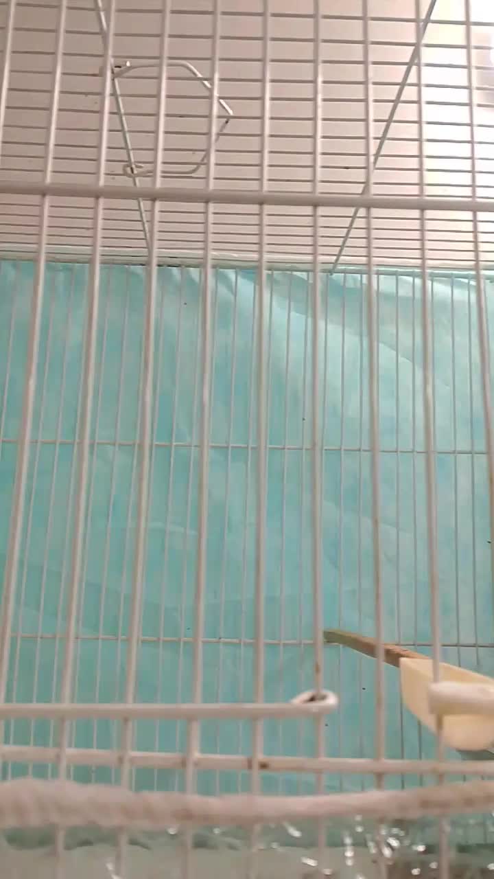 قناری ماده سوپری|پرنده|مشهد, بهمن|دیوار