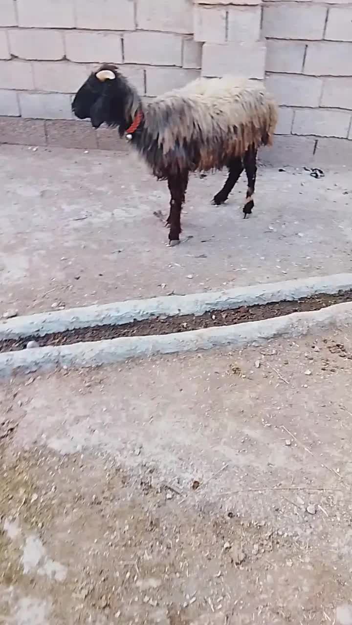 میش جوان ابستن|حیوانات مزرعه|گتوند, |دیوار