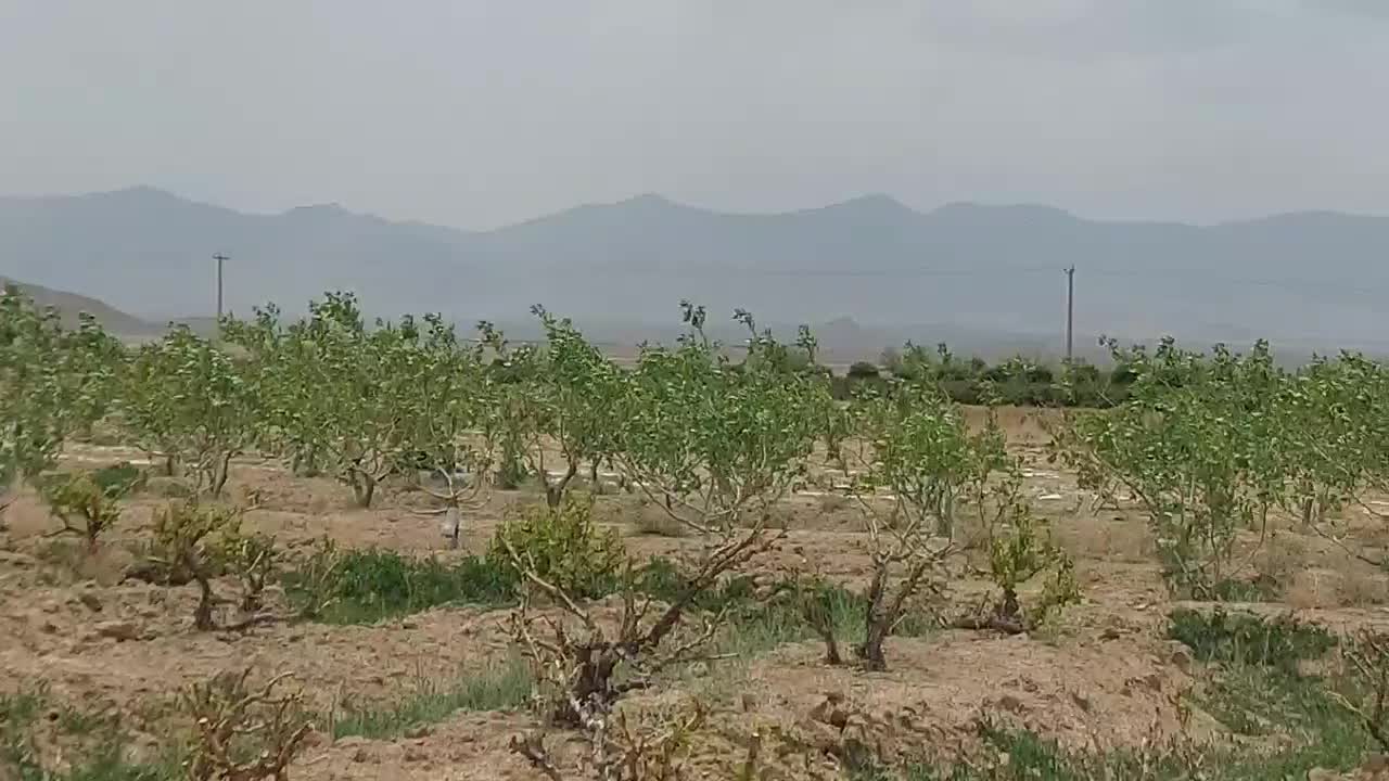 ۵۰هکتار زمین کشاورزی فروشی|فروش زمین و ملک کلنگی|شاهین‌شهر, بنیاد ازدواج|دیوار