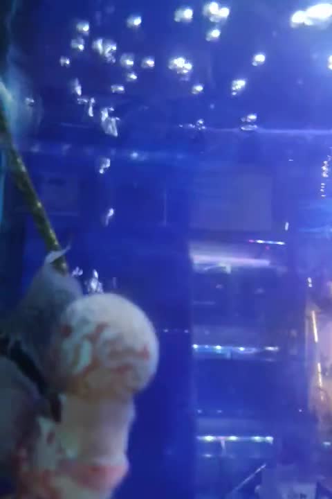 فلاور هد دار خوب سالم، آروانا|ماهی|تهران, دهقان|دیوار