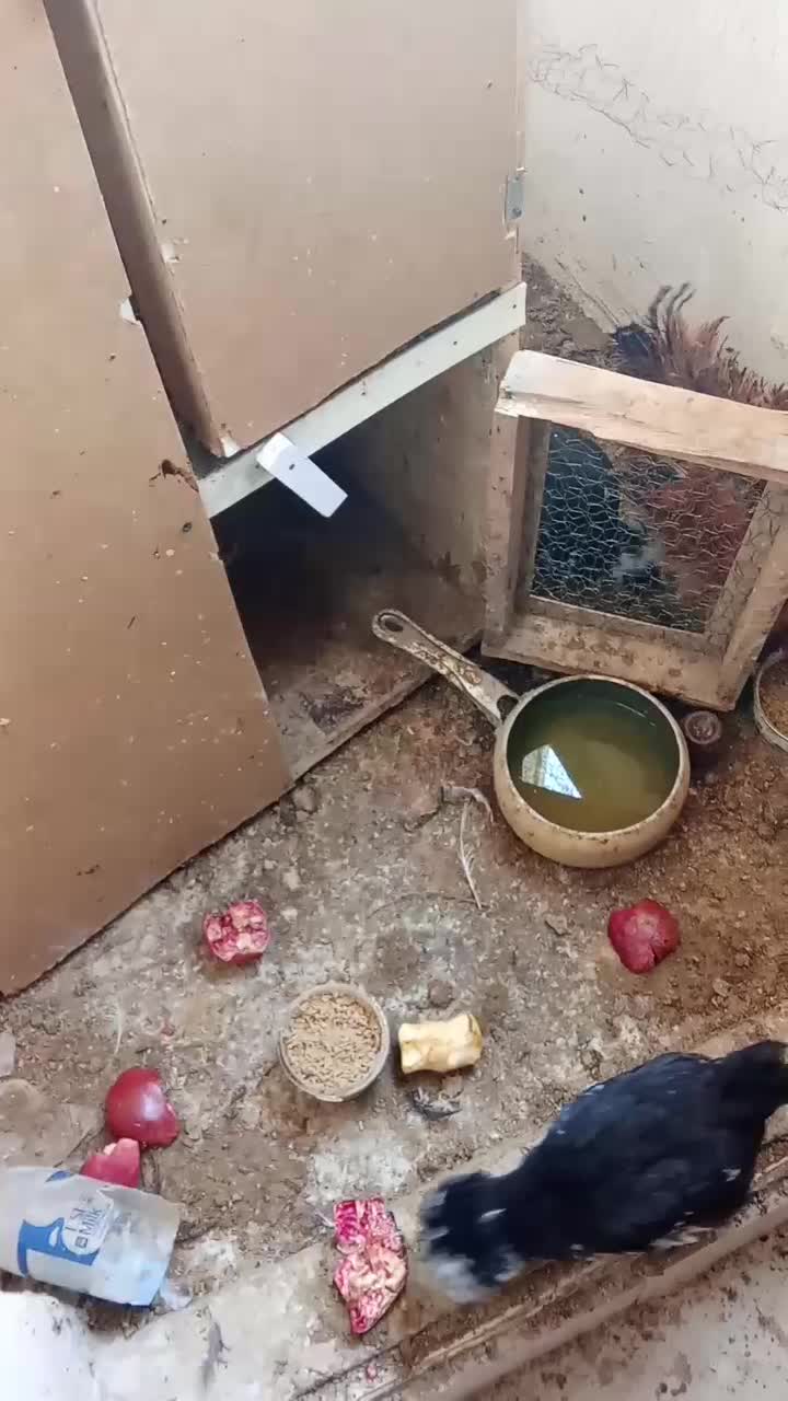 مرغ و خروس زینتی سلطان|حیوانات مزرعه|ساوه, |دیوار