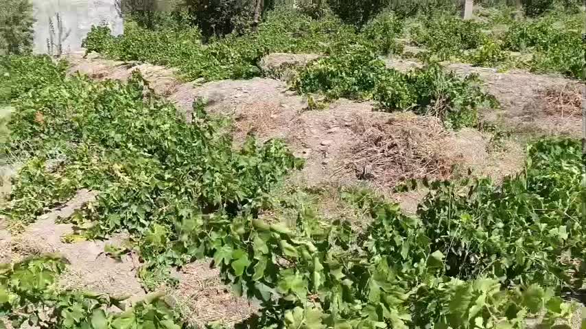 فروش باغ انگور|فروش دفتر صنعتی، کشاورزی، تجاری|خنداب, |دیوار
