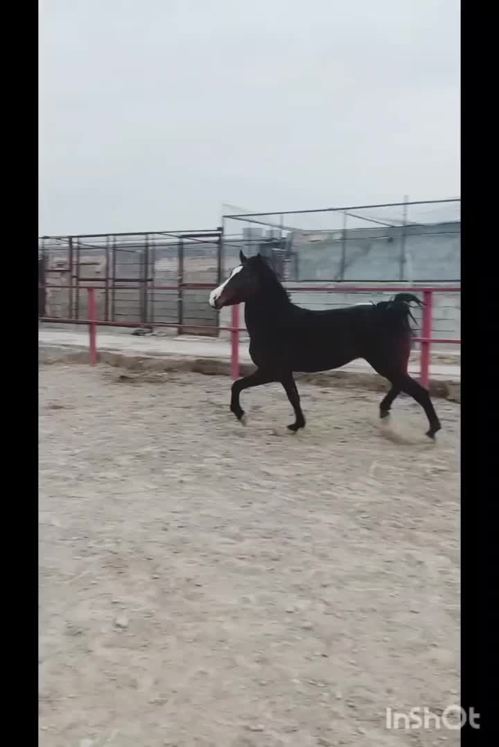 نریون کرد|اسب و تجهیزات اسب‌سواری|مهریز, |دیوار