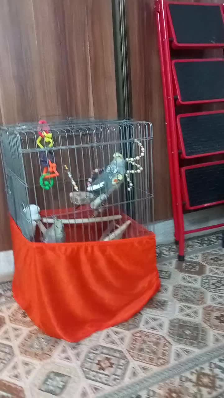 پرنده عروس|پرنده|ماهدشت, |دیوار