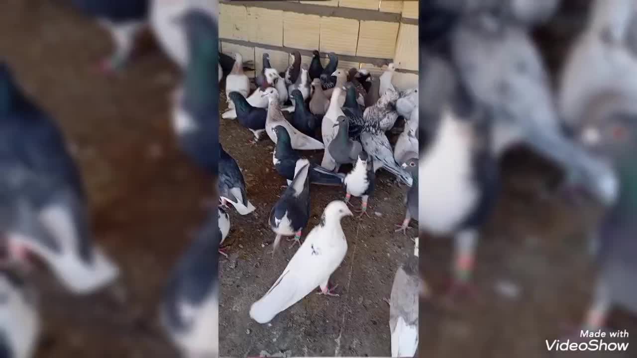 دست کفتری|پرنده|شیراز, شهرک امام حسن|دیوار