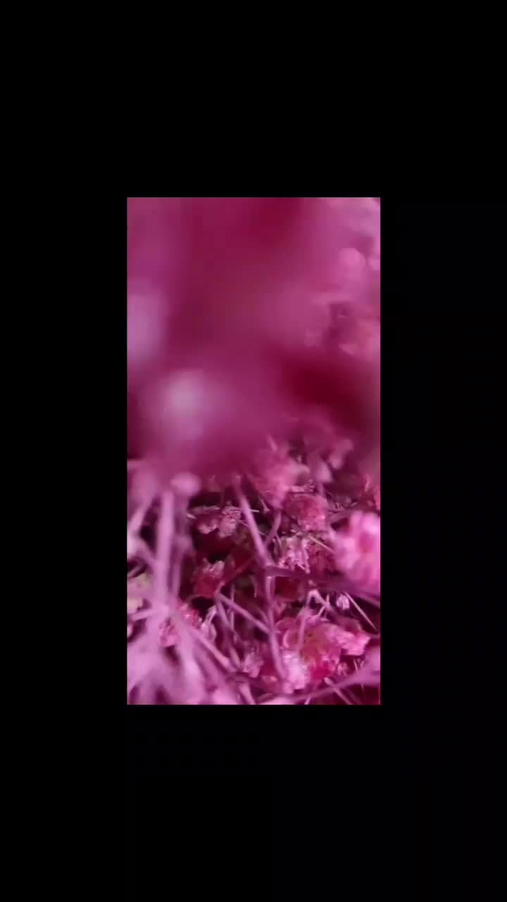 انواع باکس گل ،دسته گل ،رز فقط فقط 20 باکس گل 180|گل و گیاه طبیعی|مشهد, مجد|دیوار