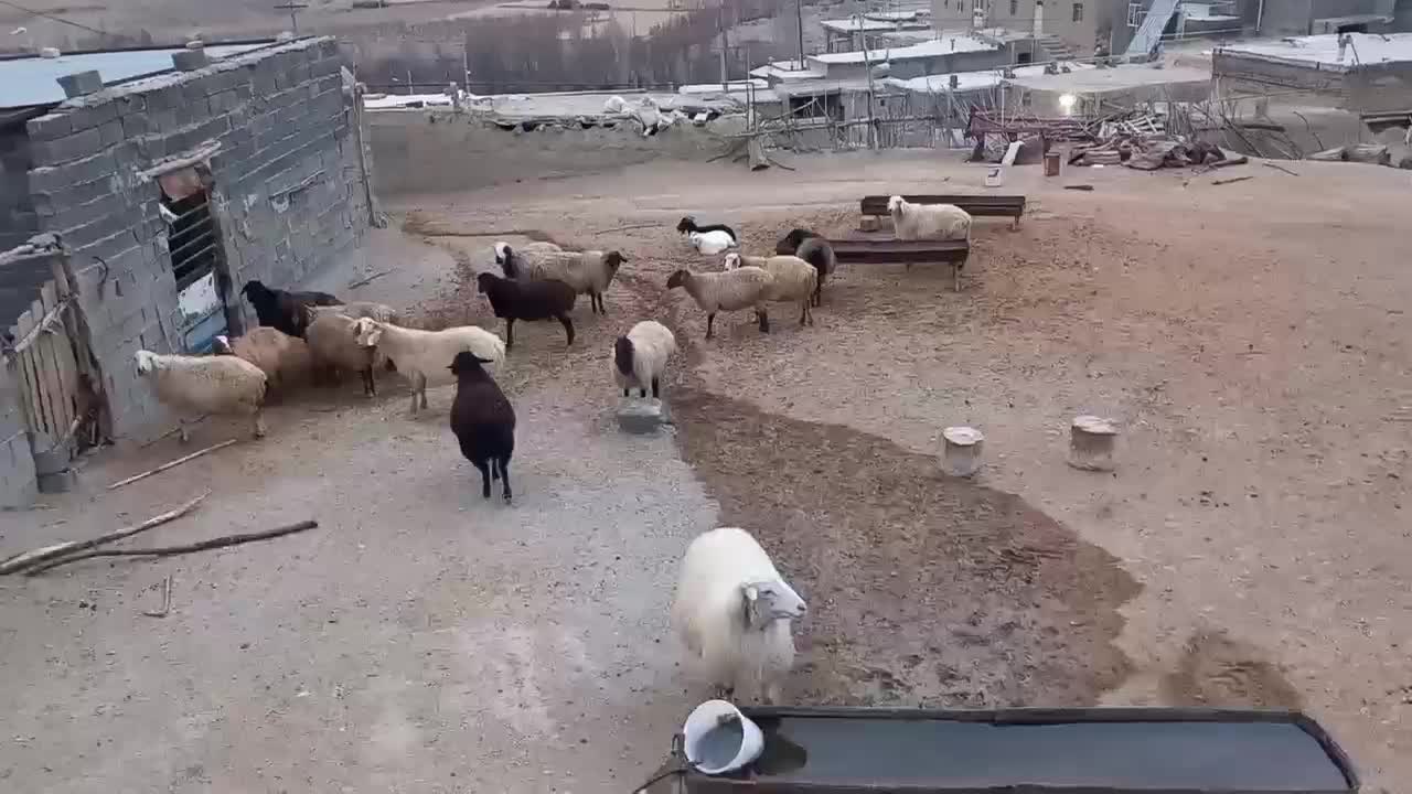 میش داشتی|حیوانات مزرعه|قوچان, |دیوار