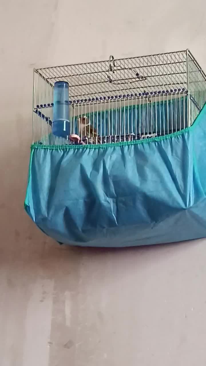 سهره قناری ابلغ|پرنده|کامیاران, |دیوار