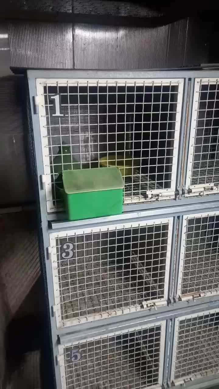 جفت کن کبوتر|لوازم جانبی حیوانات|تهران, هاشمآباد|دیوار