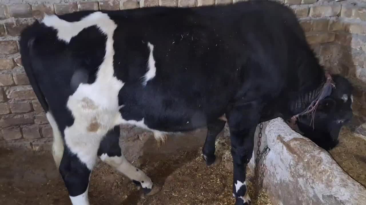 گوساله نر|حیوانات مزرعه|ابهر, |دیوار